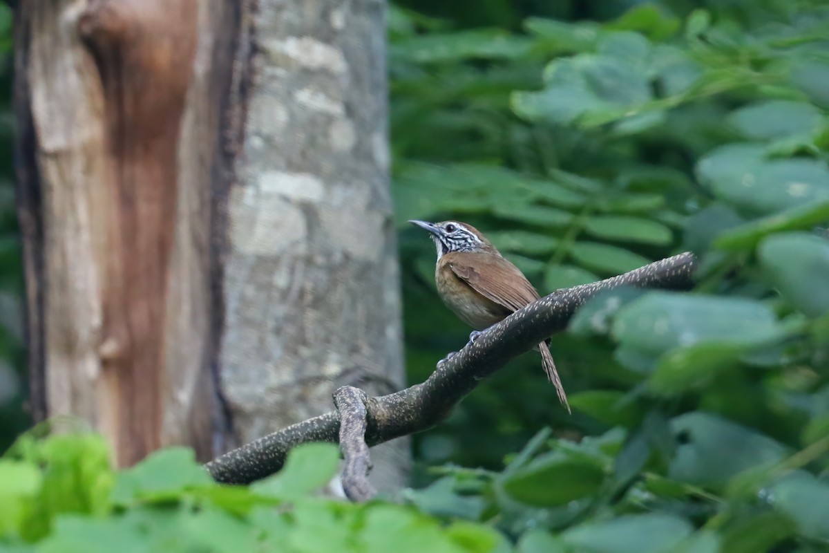 Happy Wren - ML622313866