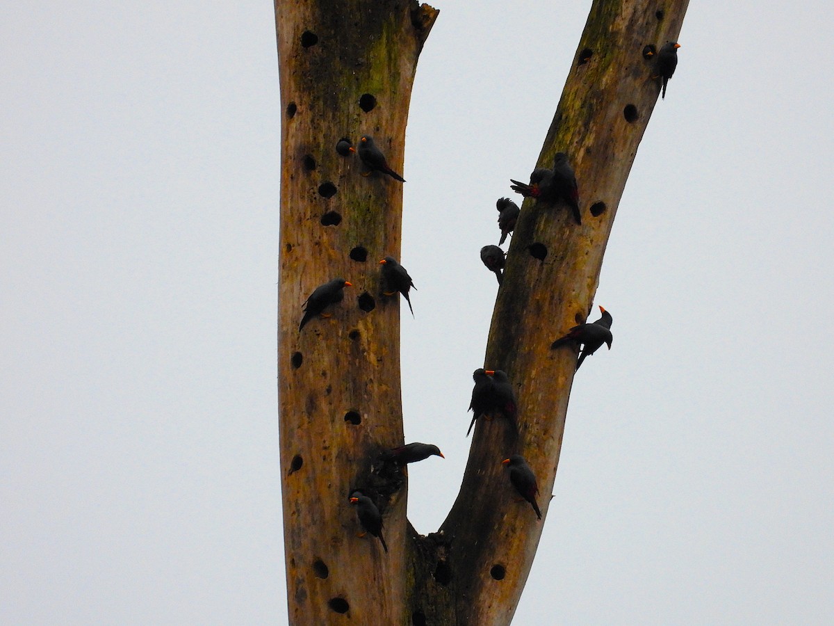 Finch-billed Myna - ML622313909