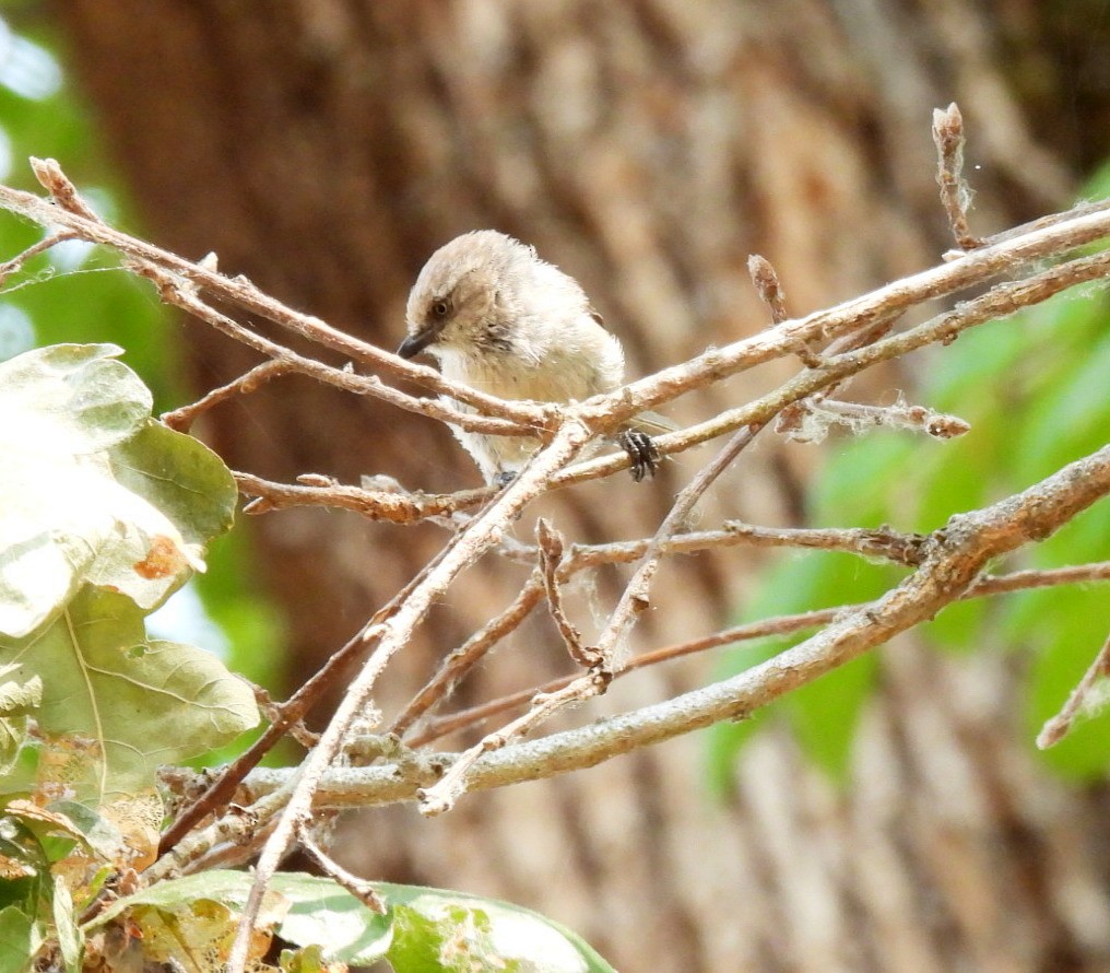 Bushtit (Pacific) - ML622313990