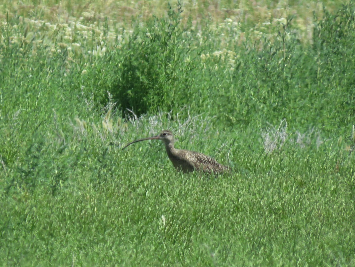 Long-billed Curlew - ML62231401