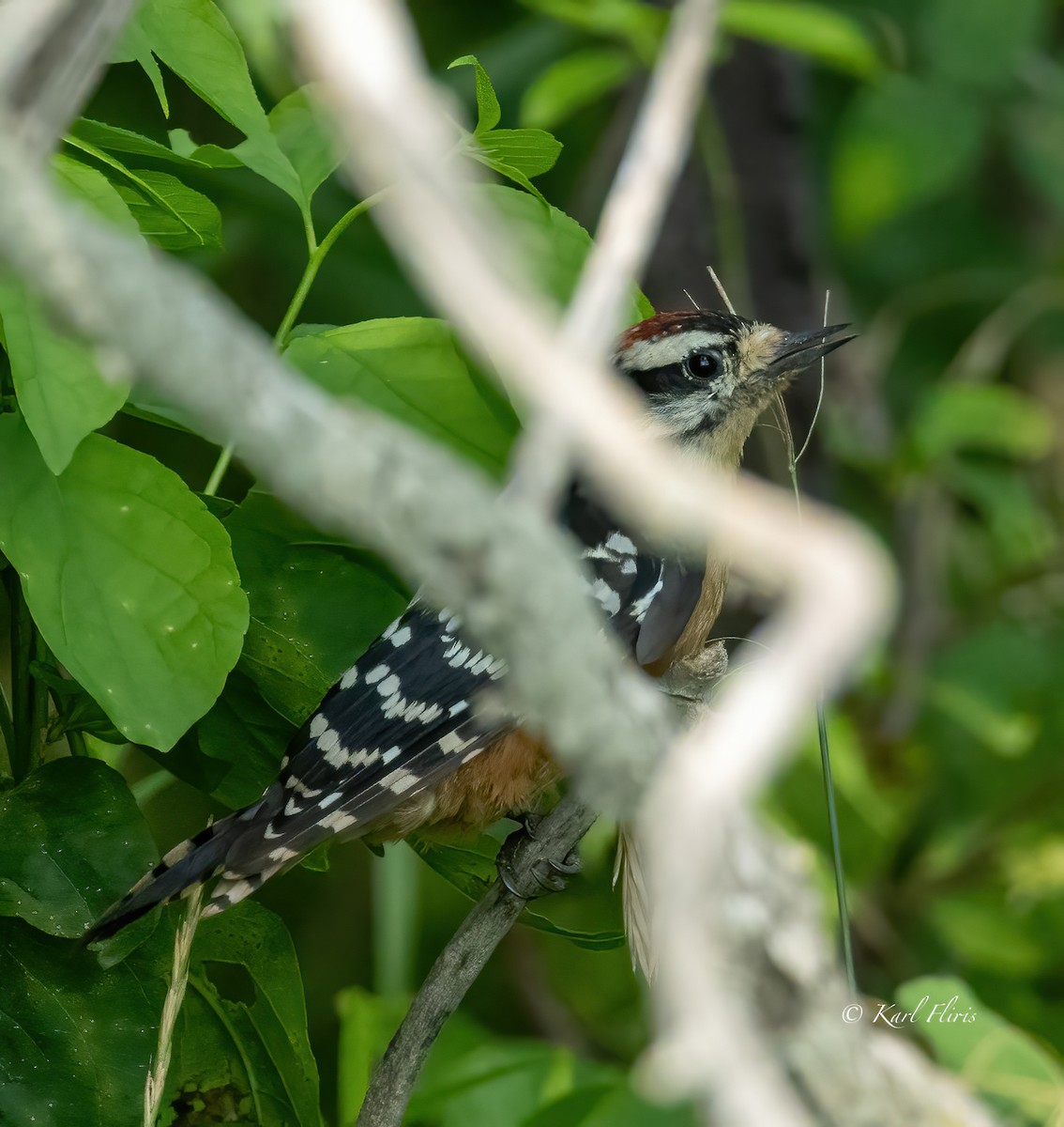 Downy Woodpecker - Karl  Fliris