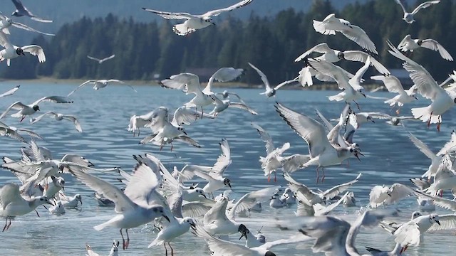 Bonaparte's Gull - ML622314287