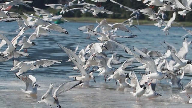 Bonaparte's Gull - ML622314290