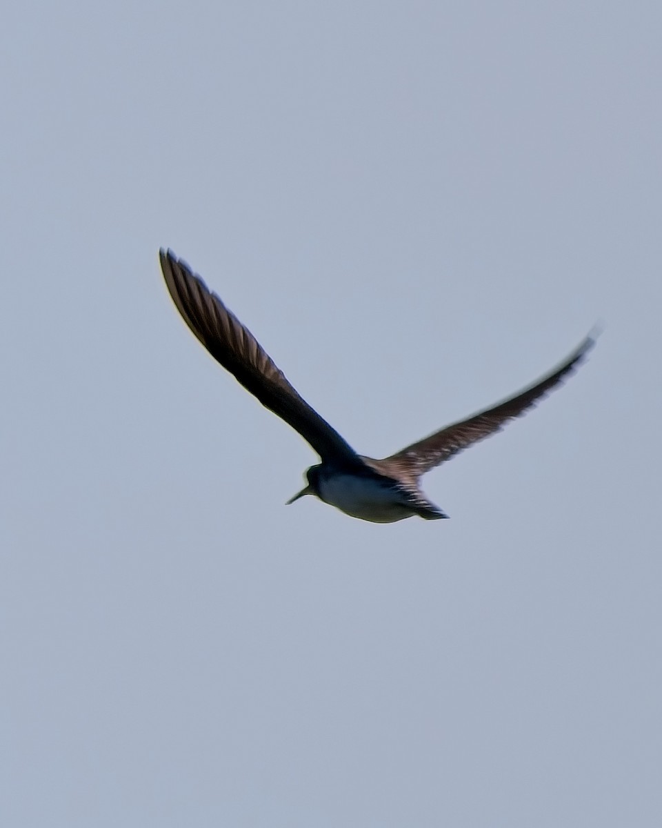 Solitary Sandpiper - ML622314348