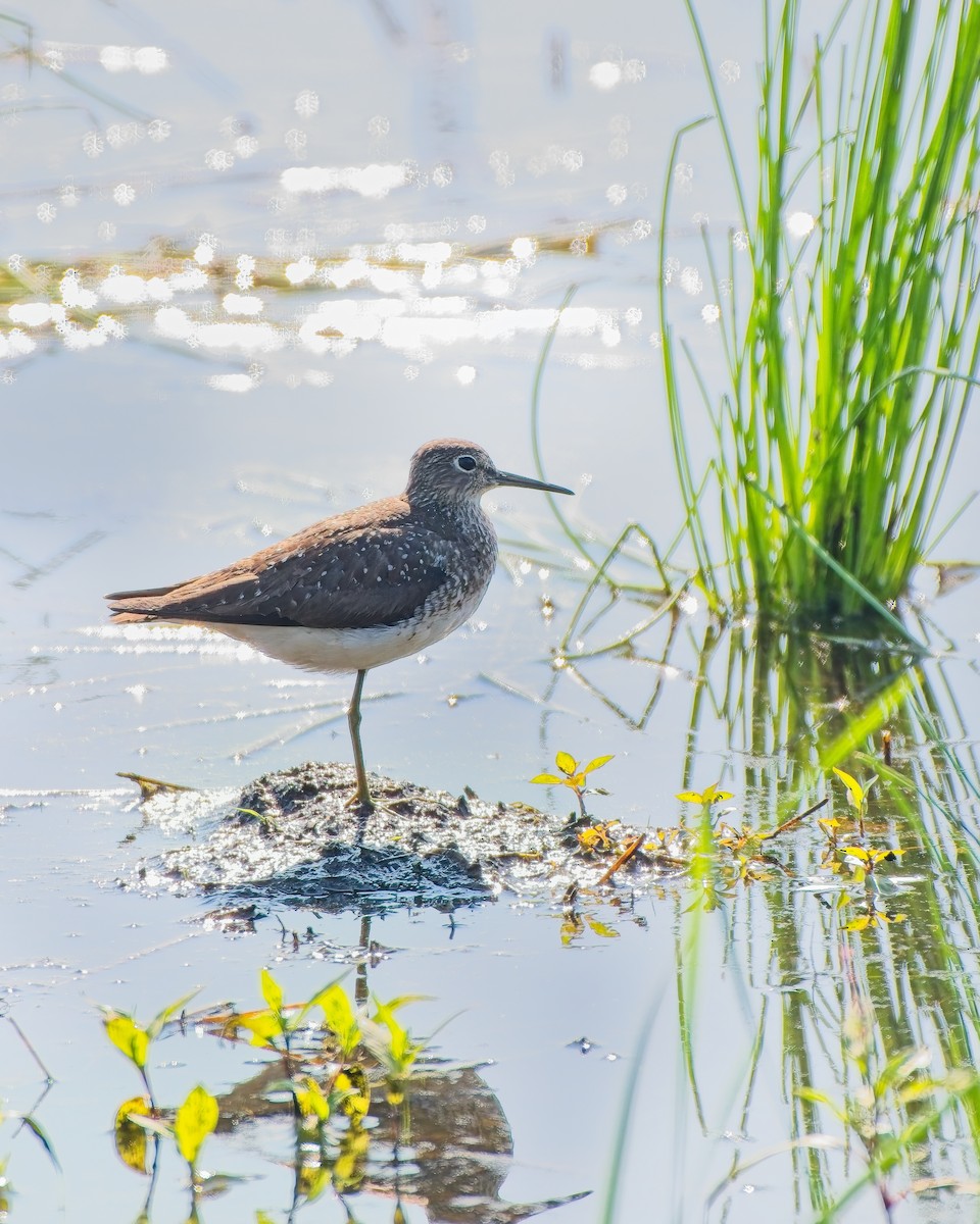 Solitary Sandpiper - Jeffrey Greene