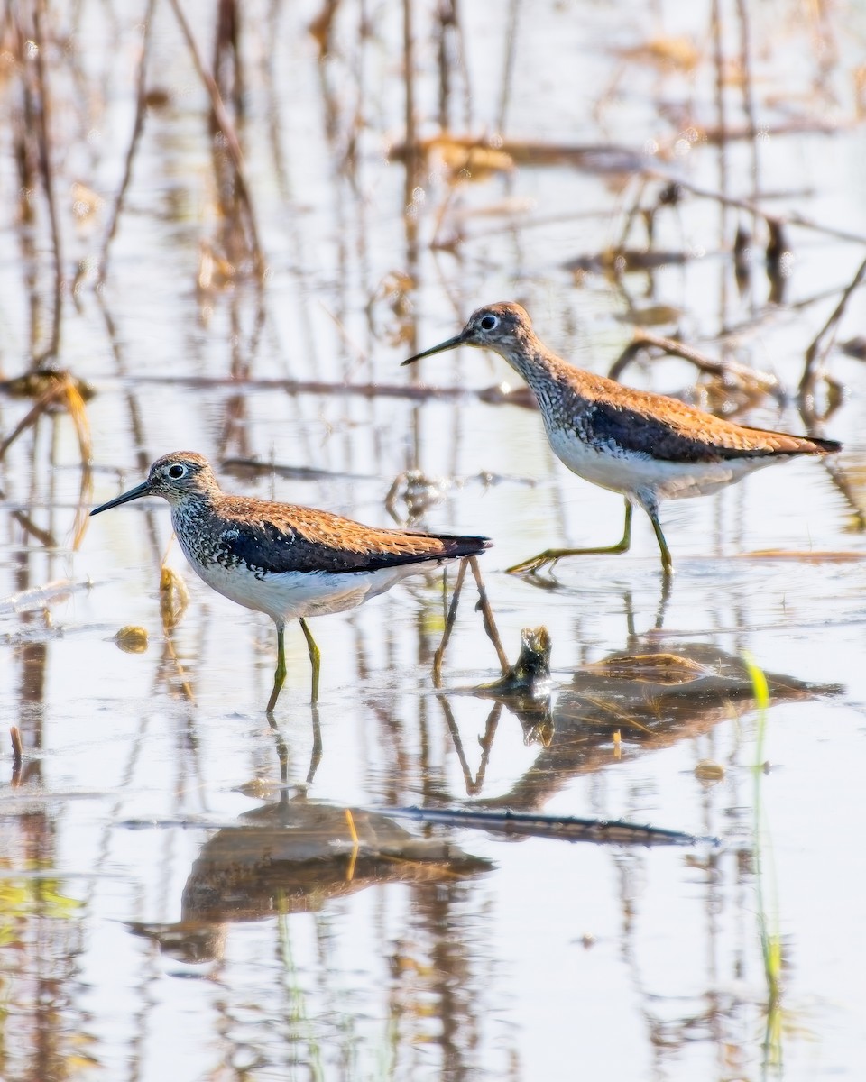 Solitary Sandpiper - ML622314354