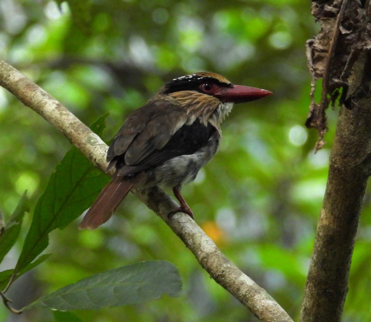 Sulawesi Lilac Kingfisher - ML622314389