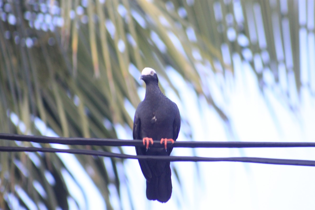White-crowned Pigeon - ML622314439