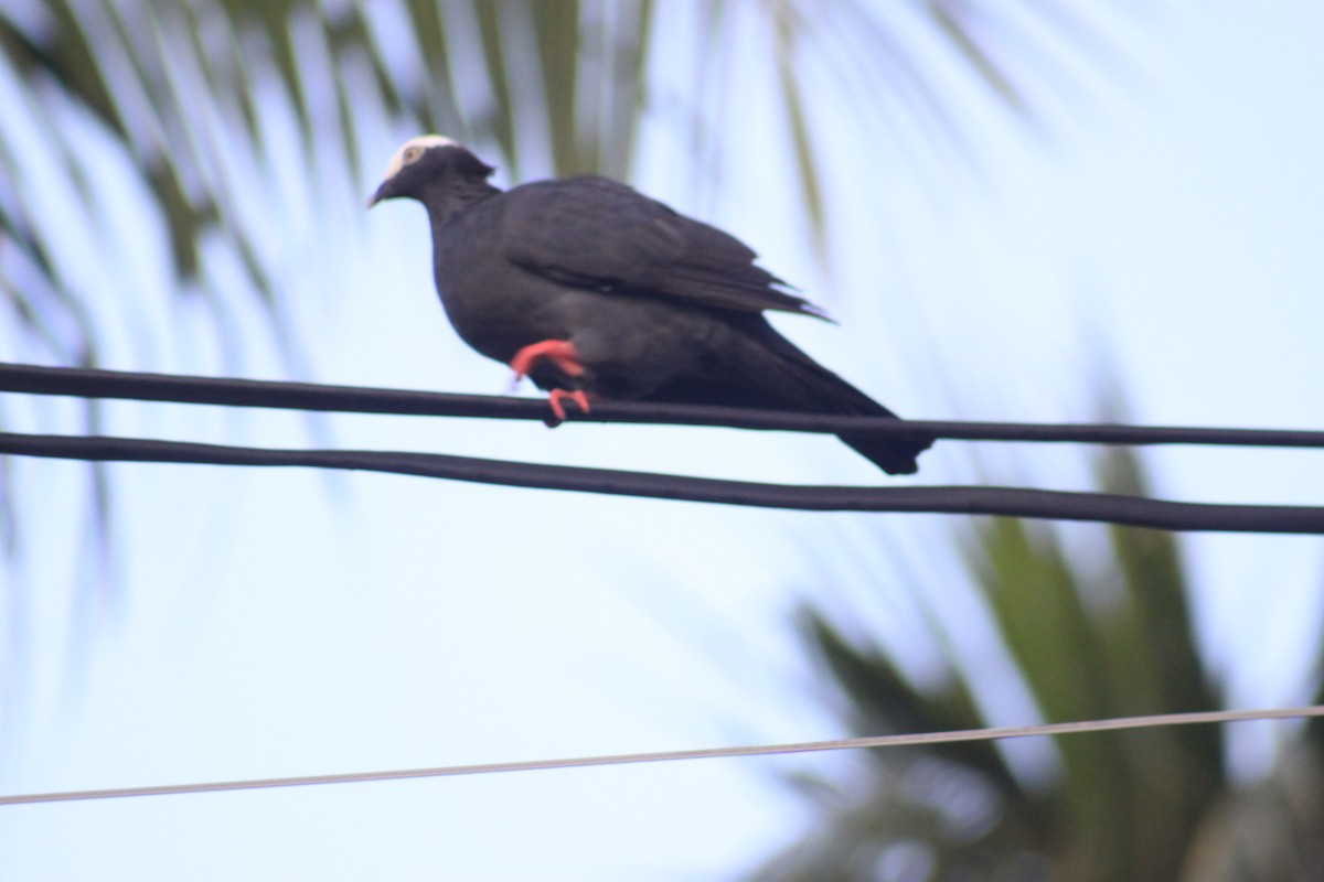 White-crowned Pigeon - ML622314440