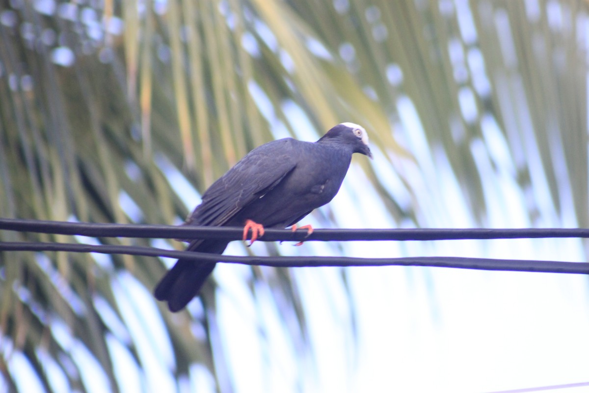White-crowned Pigeon - ML622314441