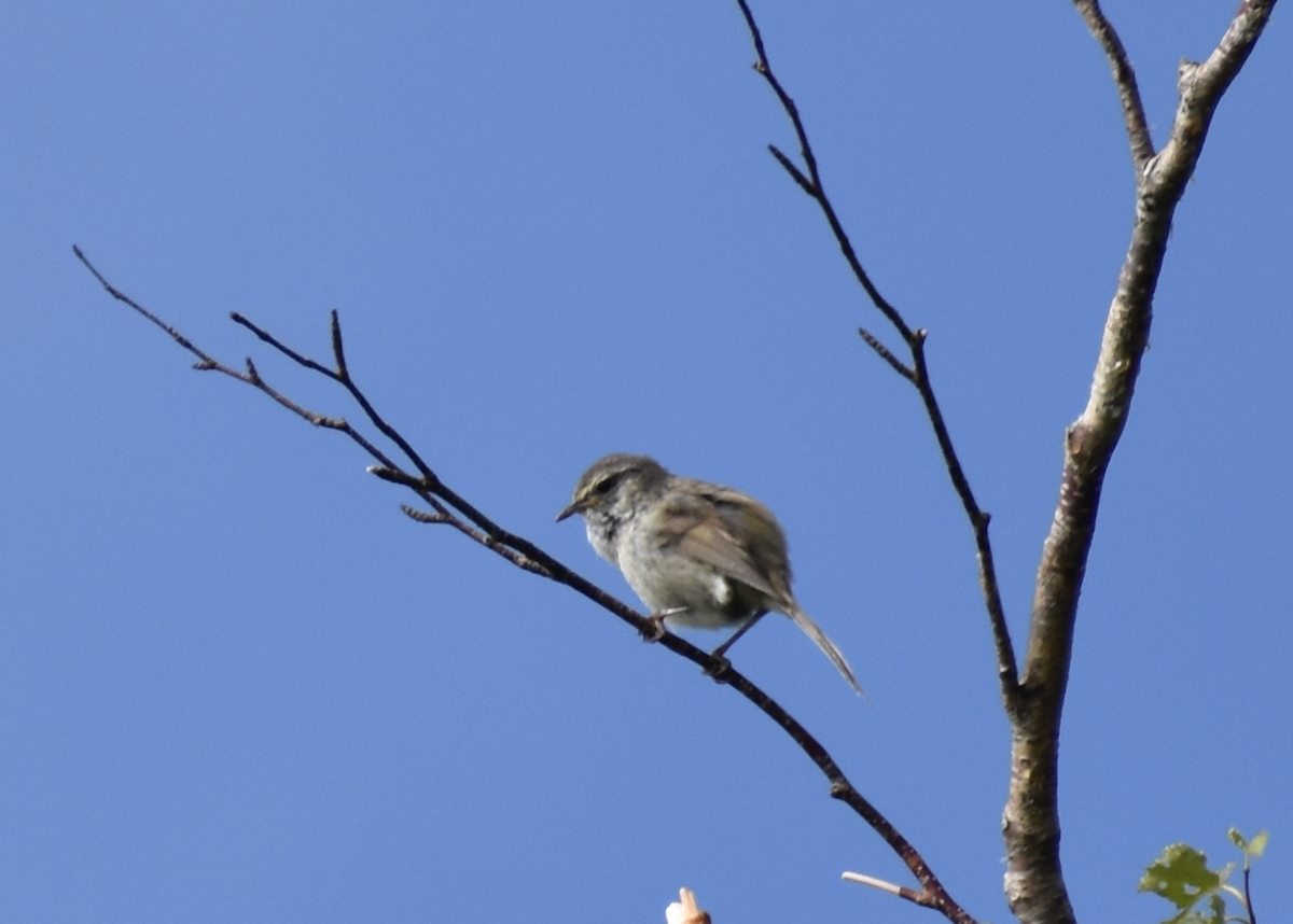 Japanese Bush Warbler - ML622314525