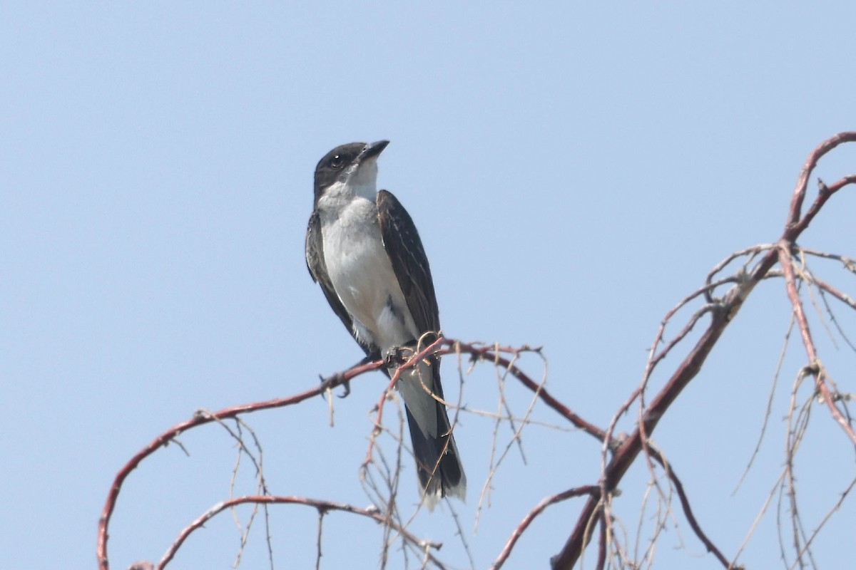 Eastern Kingbird - Garrett Lau