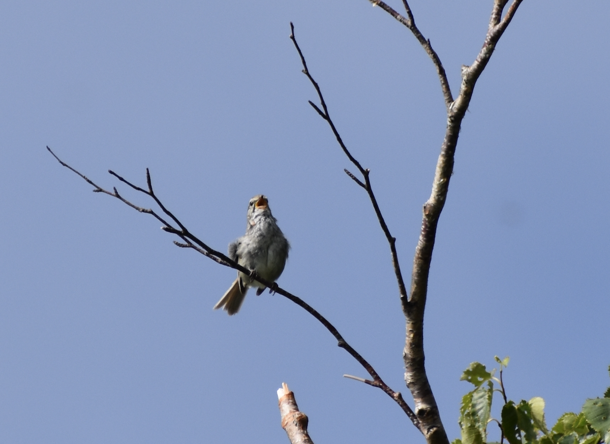 Japanese Bush Warbler - ML622314527