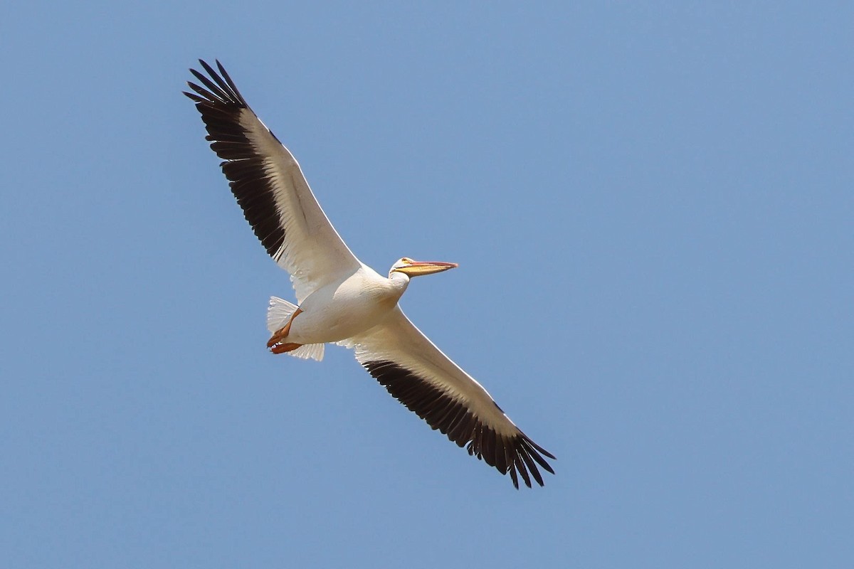 American White Pelican - ML622314528