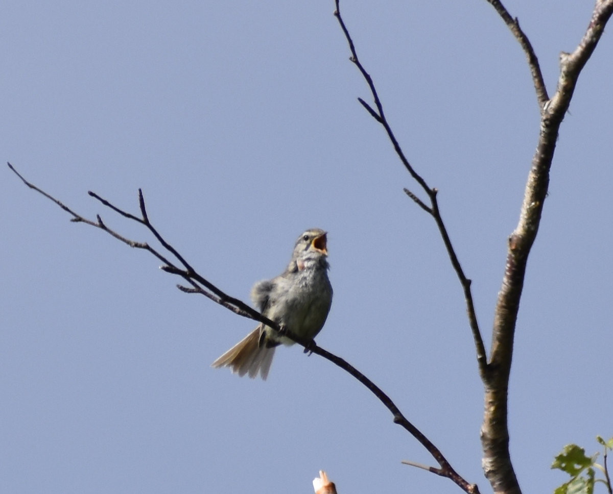 Japanese Bush Warbler - ML622314535