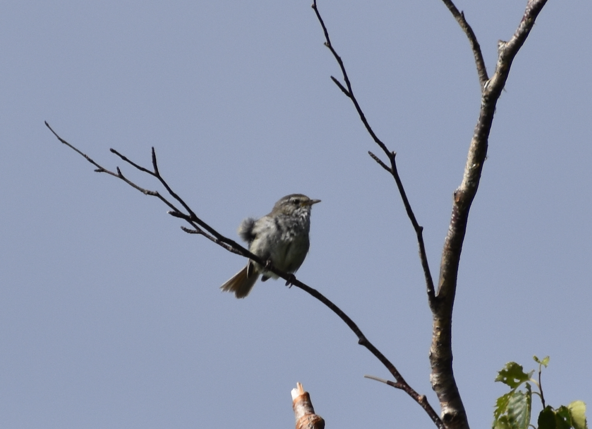 Japanese Bush Warbler - Dr. Wolverine