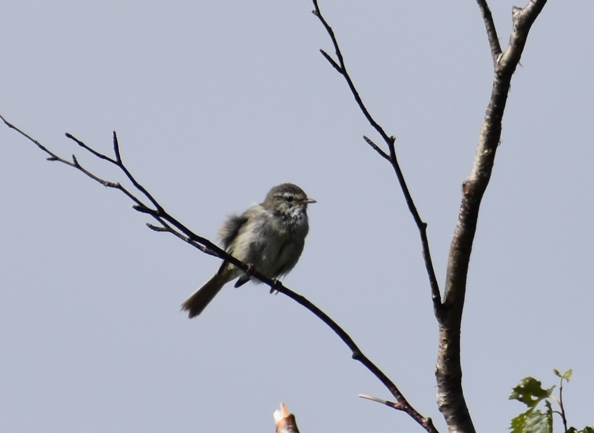 Japanese Bush Warbler - Dr. Wolverine