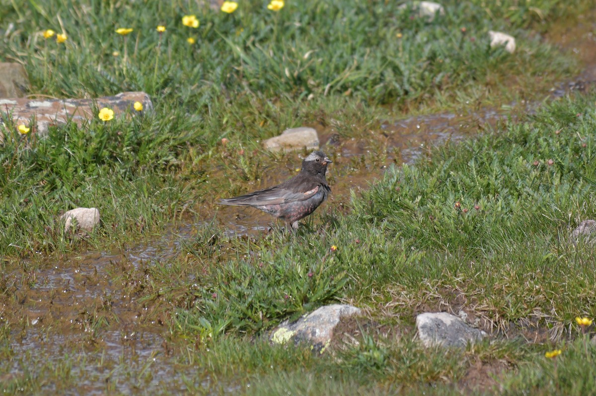 Black Rosy-Finch - ML622314642