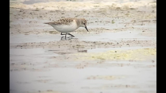 Semipalmated Sandpiper - ML622314660