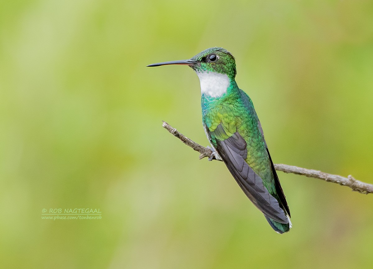 White-throated Hummingbird - ML622314668