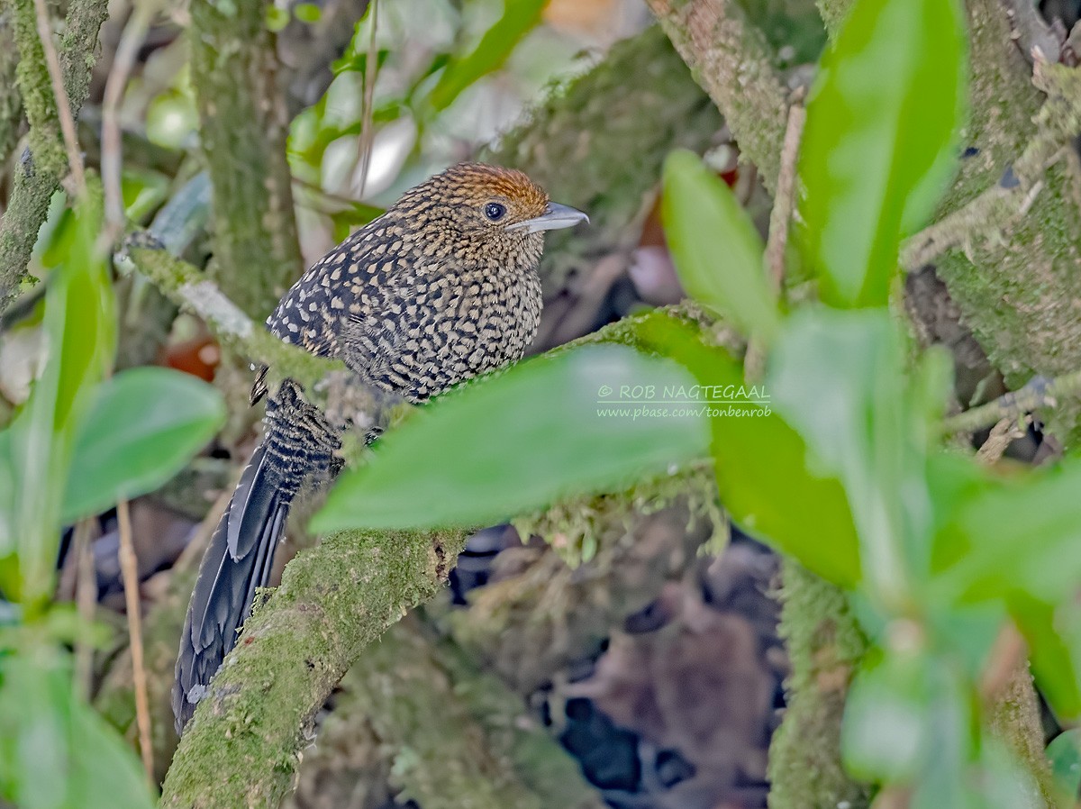 Large-tailed Antshrike - ML622314671