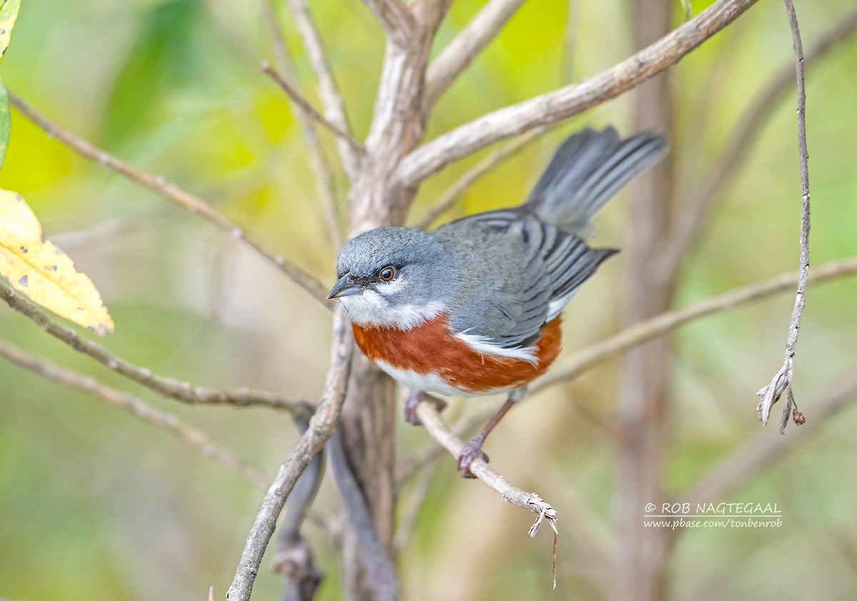 Bay-chested Warbling Finch - ML622314688