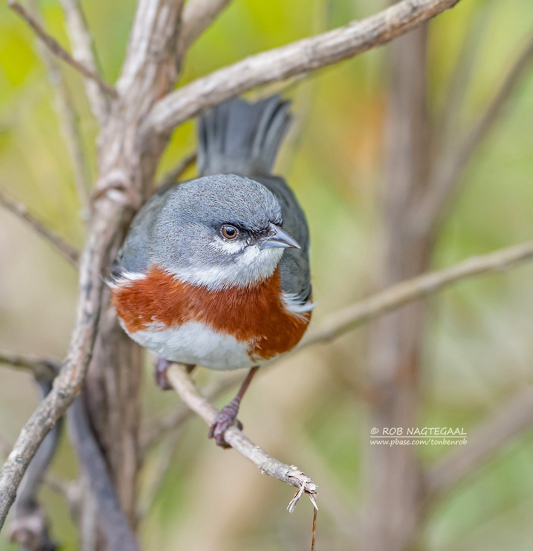 Bay-chested Warbling Finch - ML622314689