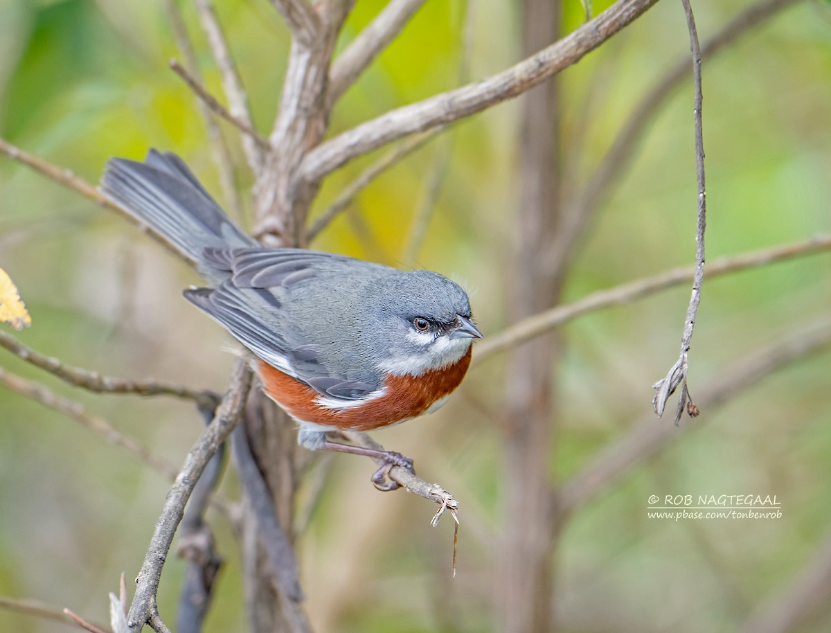 Bay-chested Warbling Finch - ML622314690