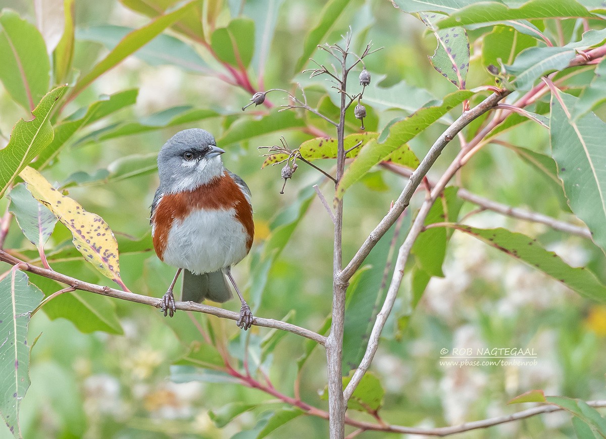 Bay-chested Warbling Finch - ML622314691