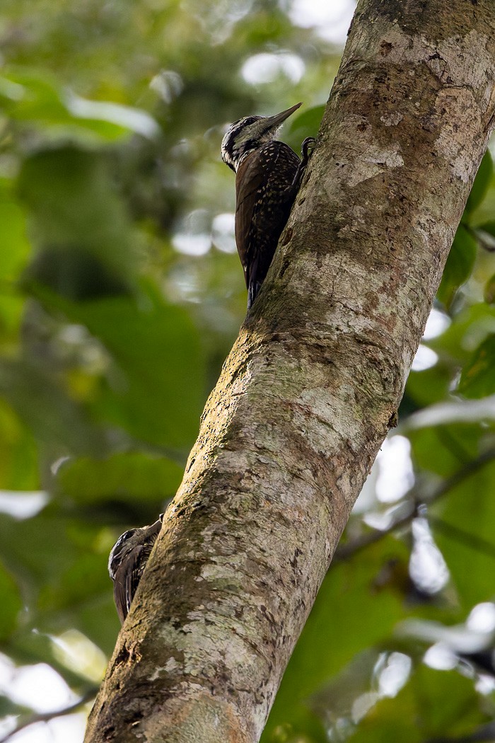 Golden-crowned Woodpecker - ML622314702