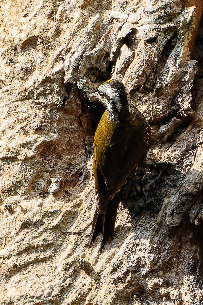 Golden-crowned Woodpecker - ML622314703