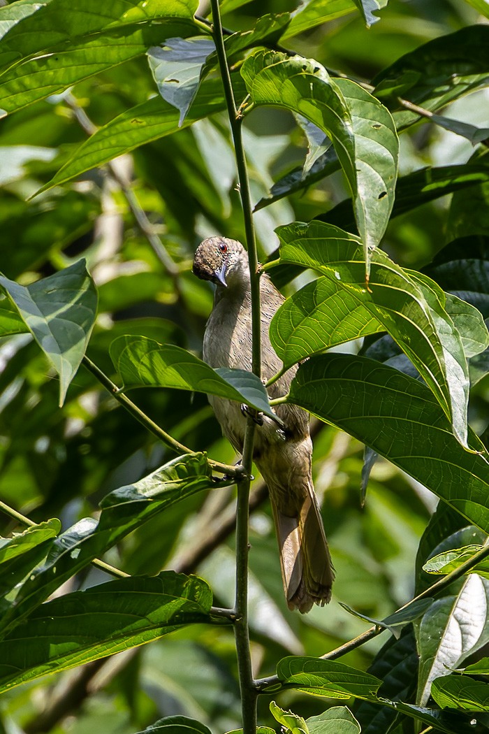 Slender-billed Greenbul - ML622314705