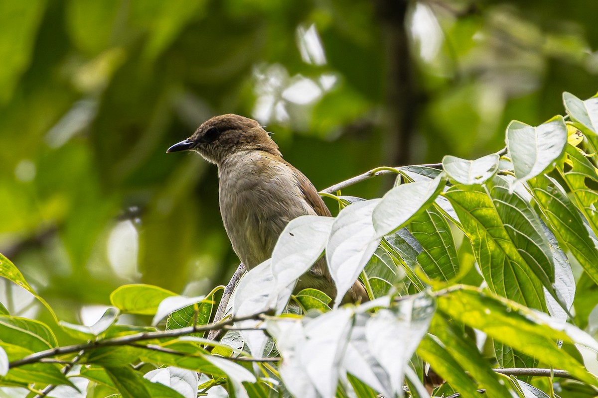 Slender-billed Greenbul - ML622314706