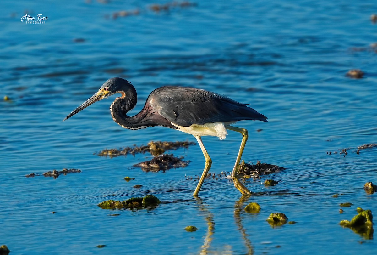 Tricolored Heron - ML622314732