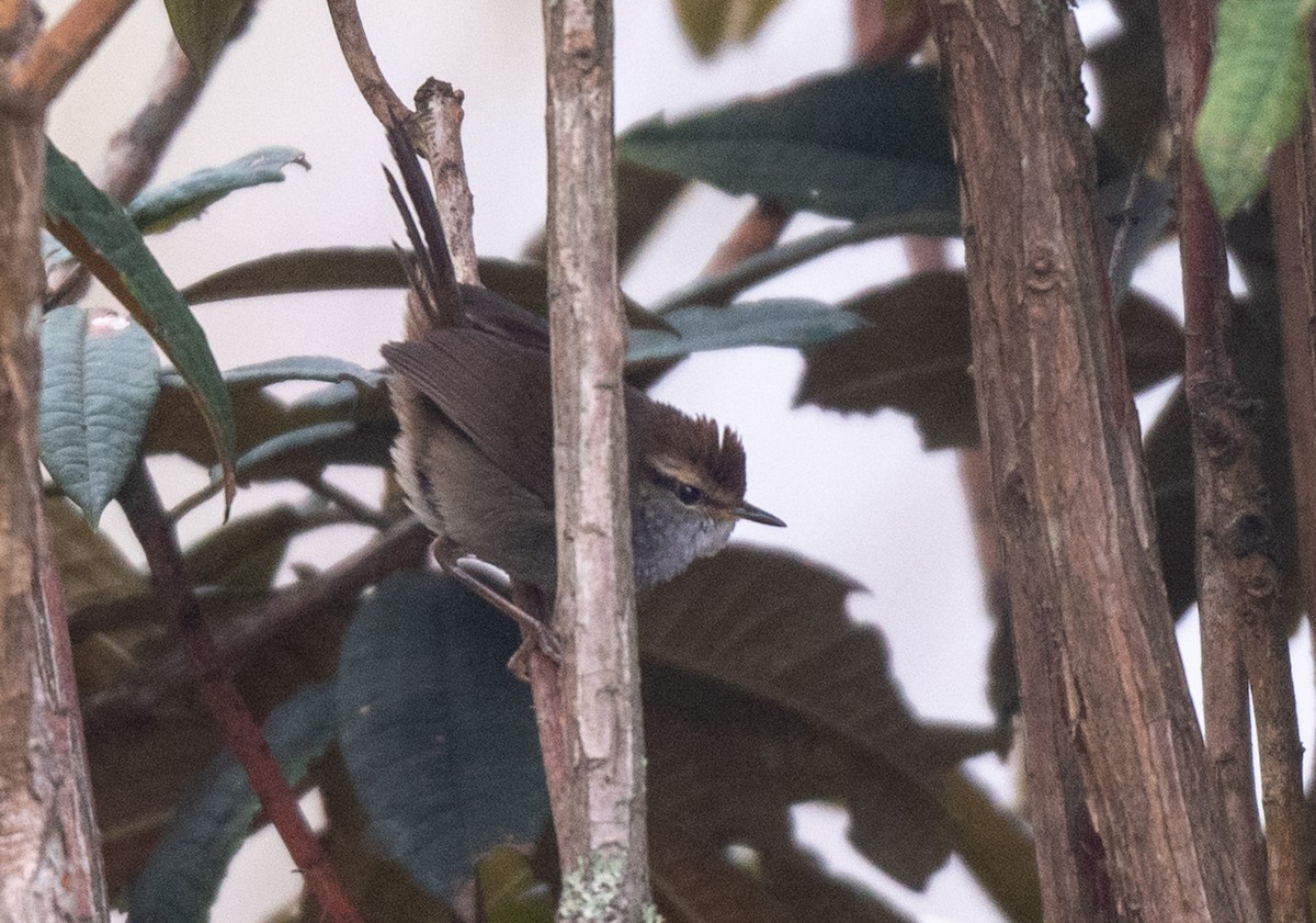 Gray-sided Bush Warbler - ML622314770