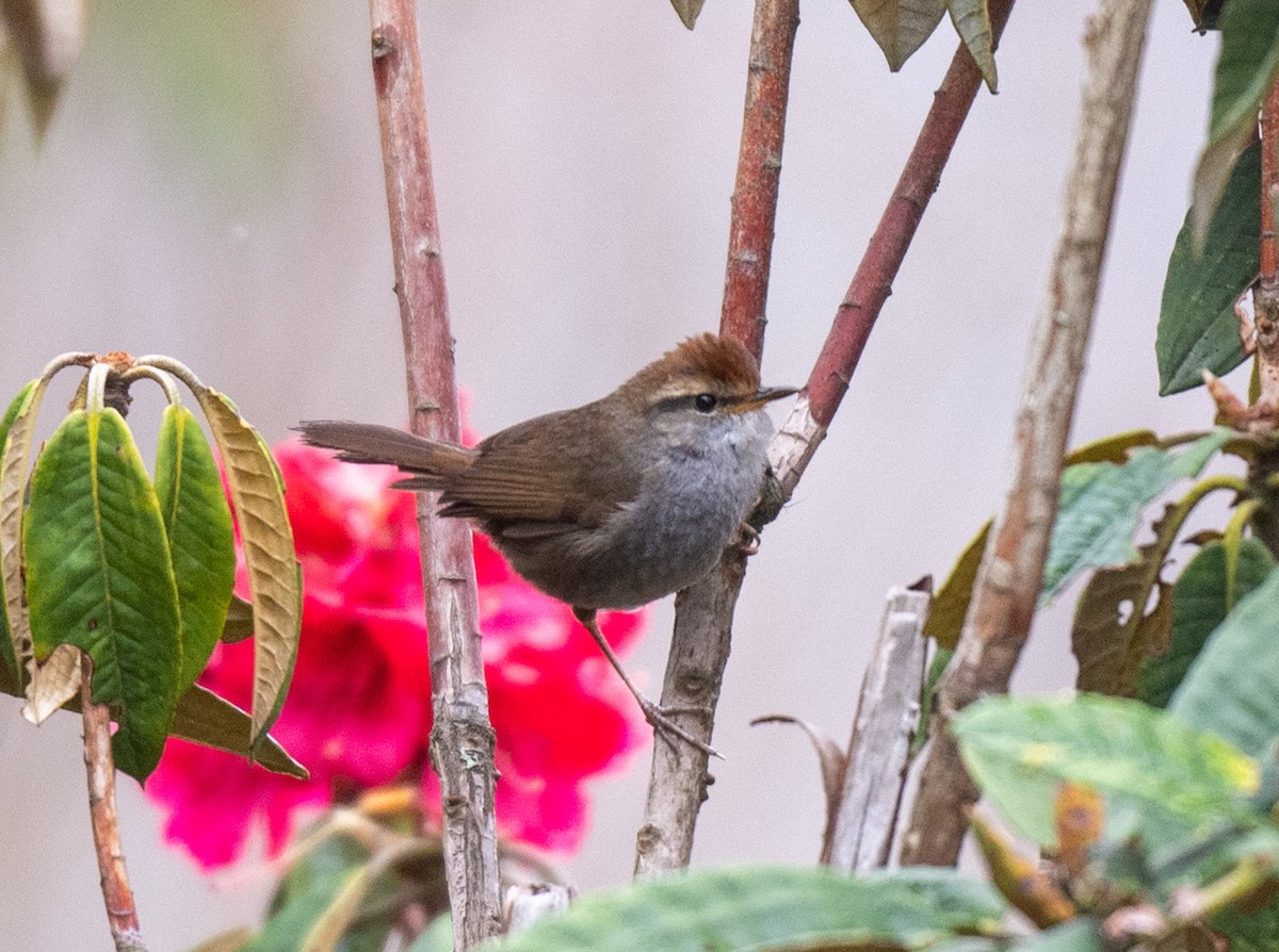 Gray-sided Bush Warbler - ML622314771