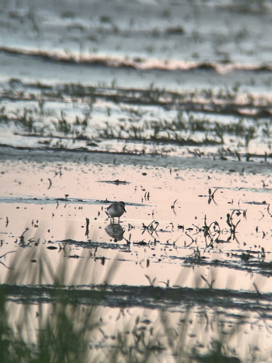 Semipalmated Sandpiper - Zeke VanZante