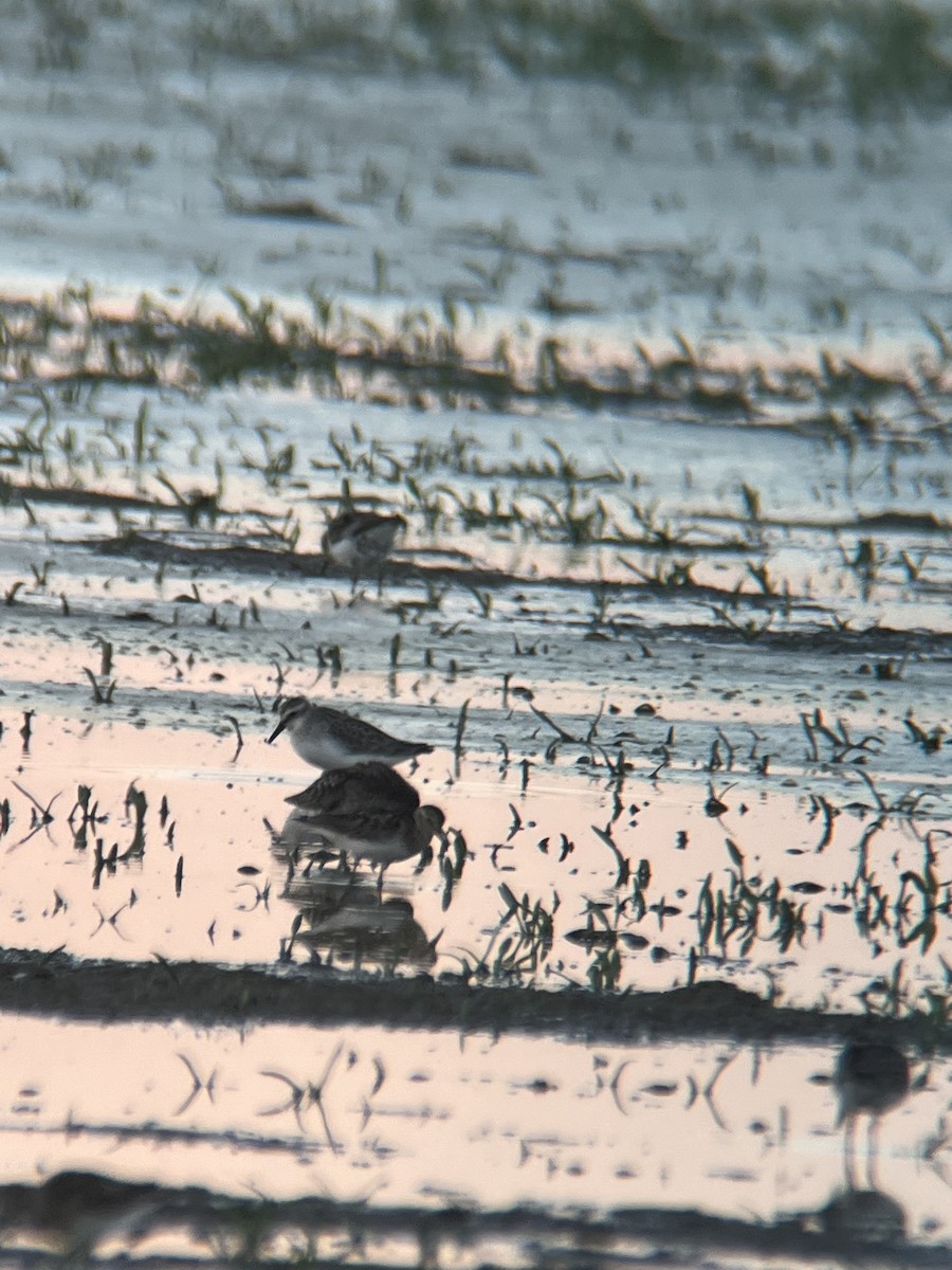 Semipalmated Sandpiper - Zeke VanZante