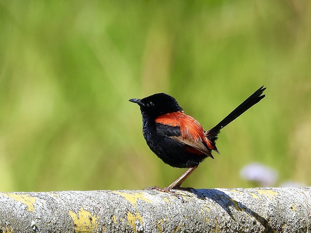 Red-backed Fairywren - ML622314798