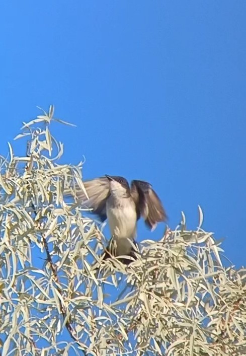 Eastern Kingbird - ML622314953