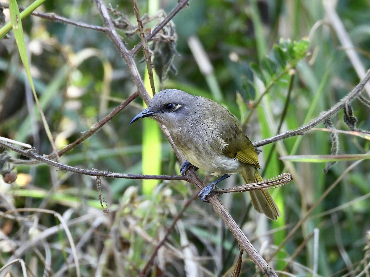 Brown Honeyeater - ML622314985