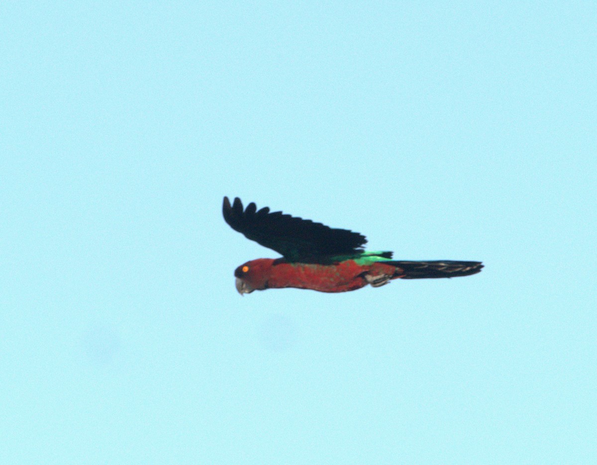 Red Shining-Parrot - ML622315010