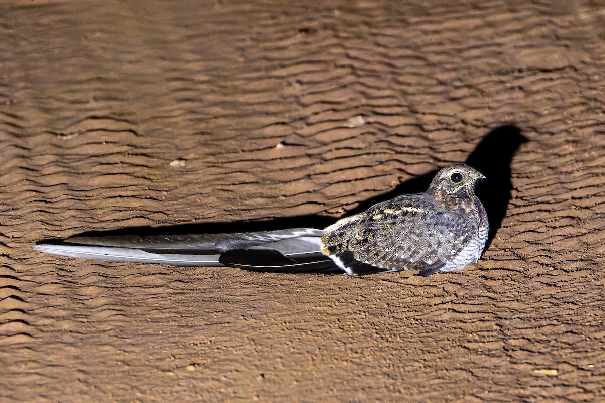 Pennant-winged Nightjar - ML622315038