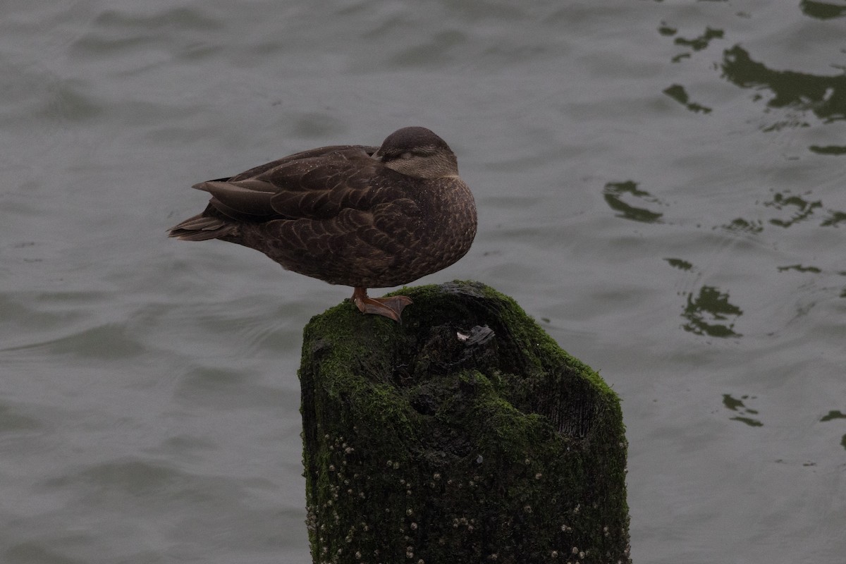 American Black Duck - ML622315098