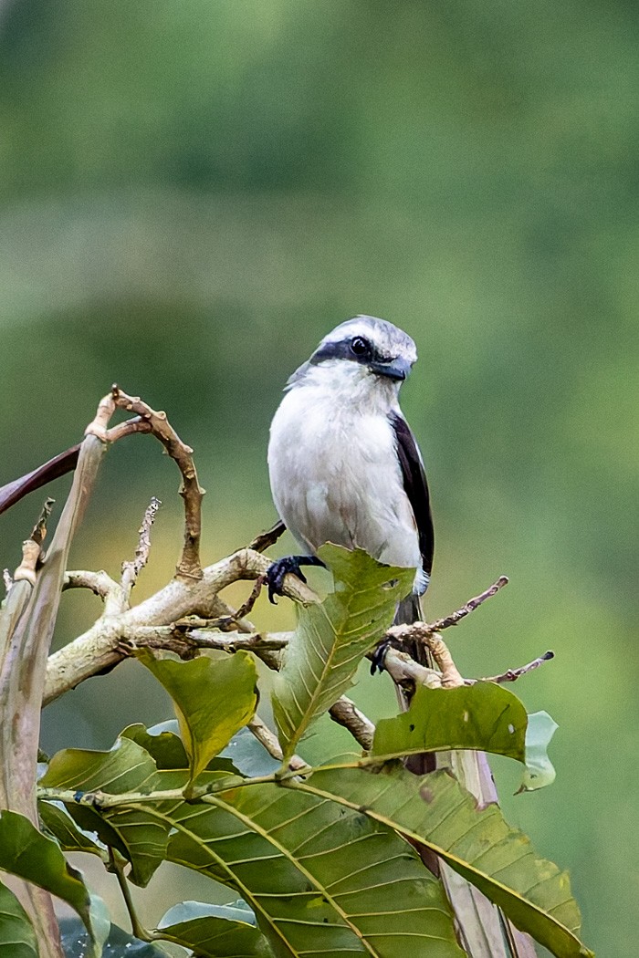 Mackinnon's Shrike - ML622315161