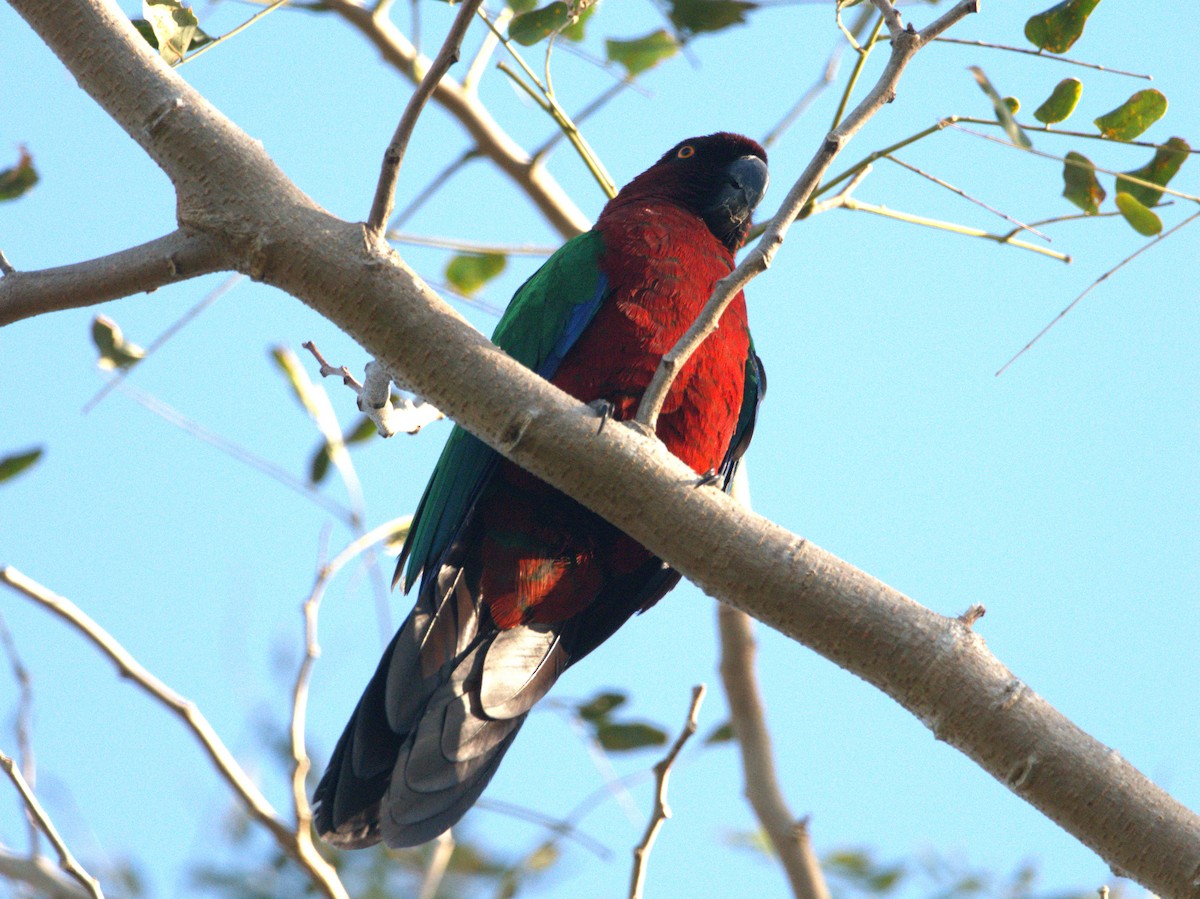 Red Shining-Parrot - ML622315175