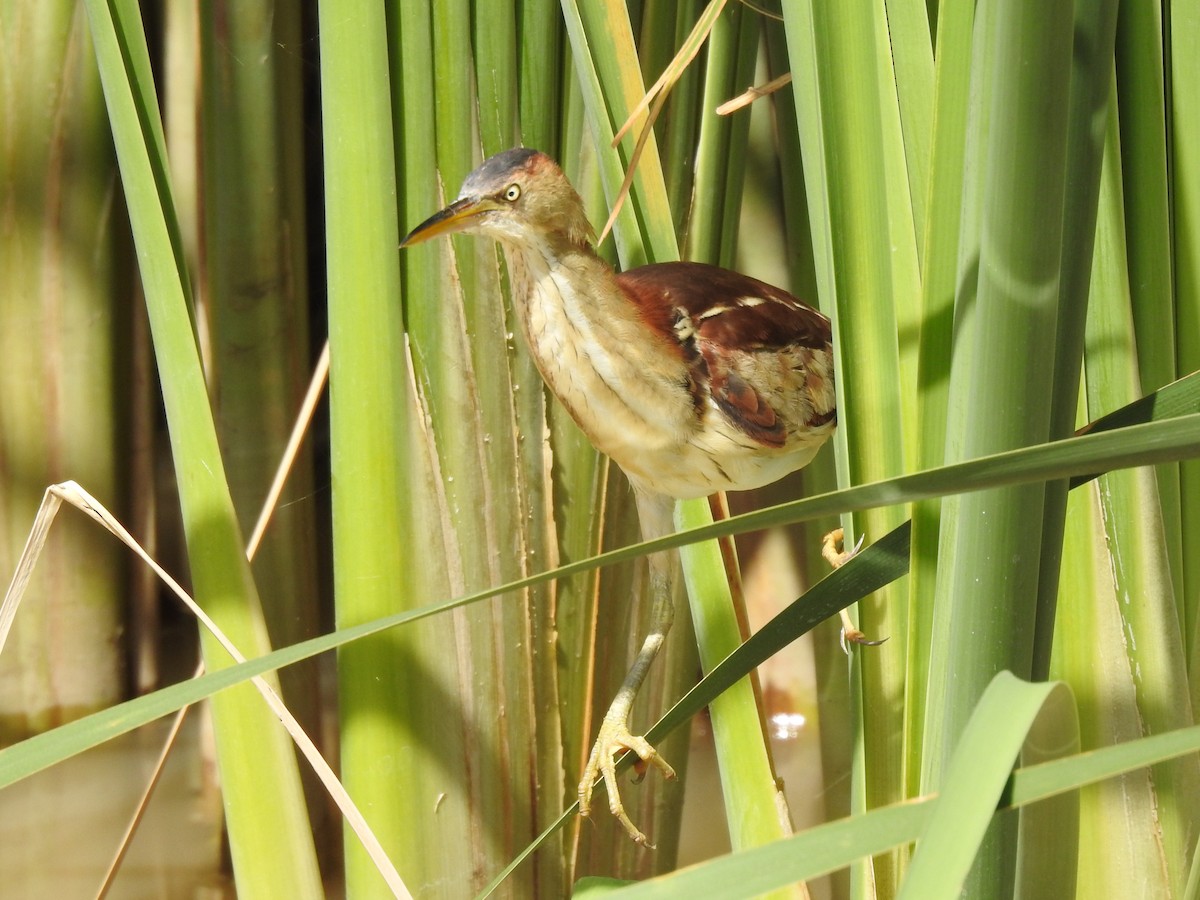 Least Bittern - ML622315192