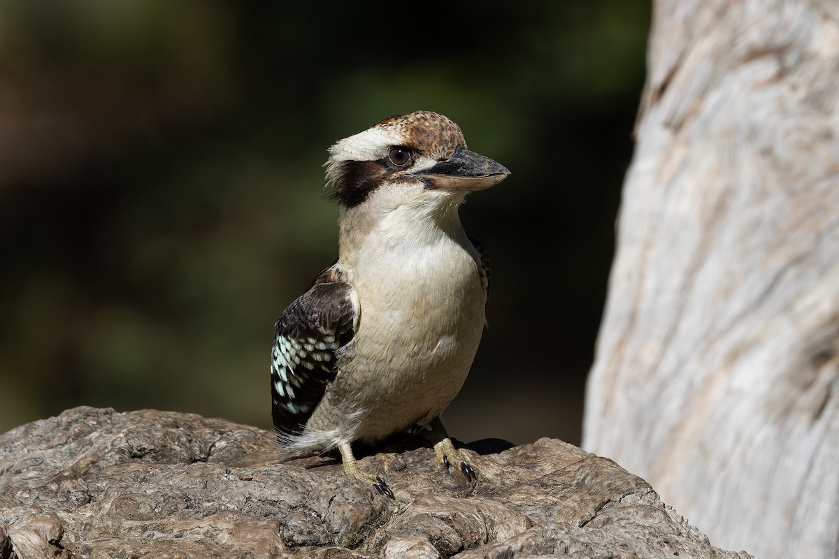 Laughing Kookaburra - Kevin Yonando