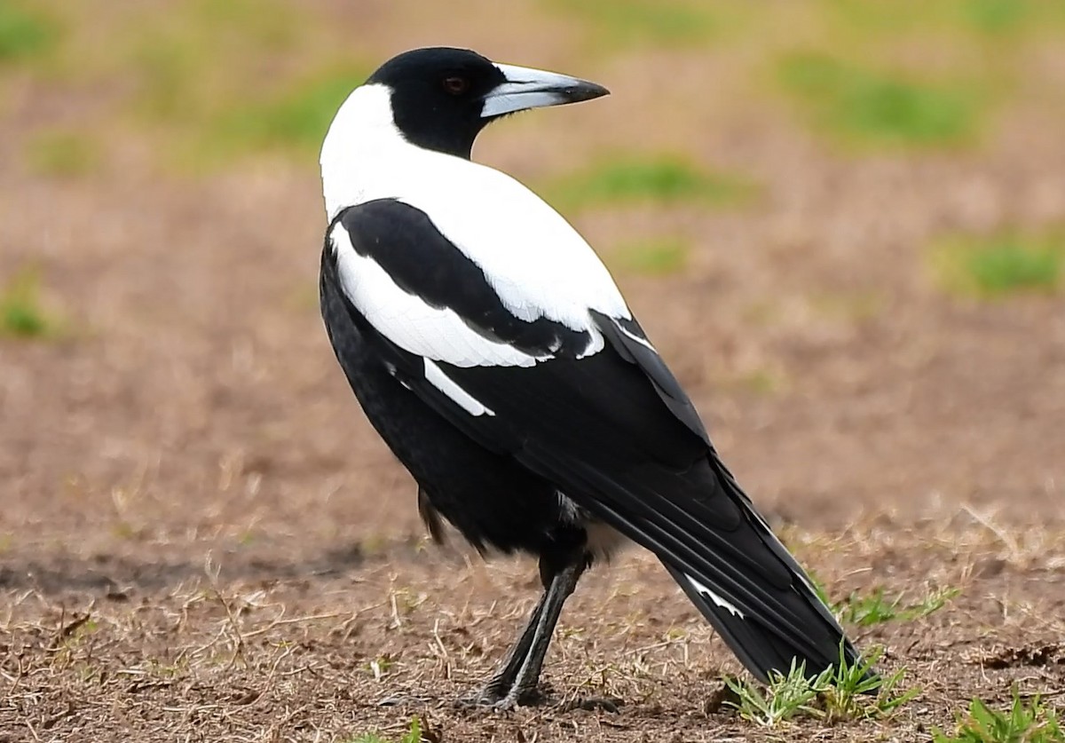 Australian Magpie (White-backed) - ML622315236