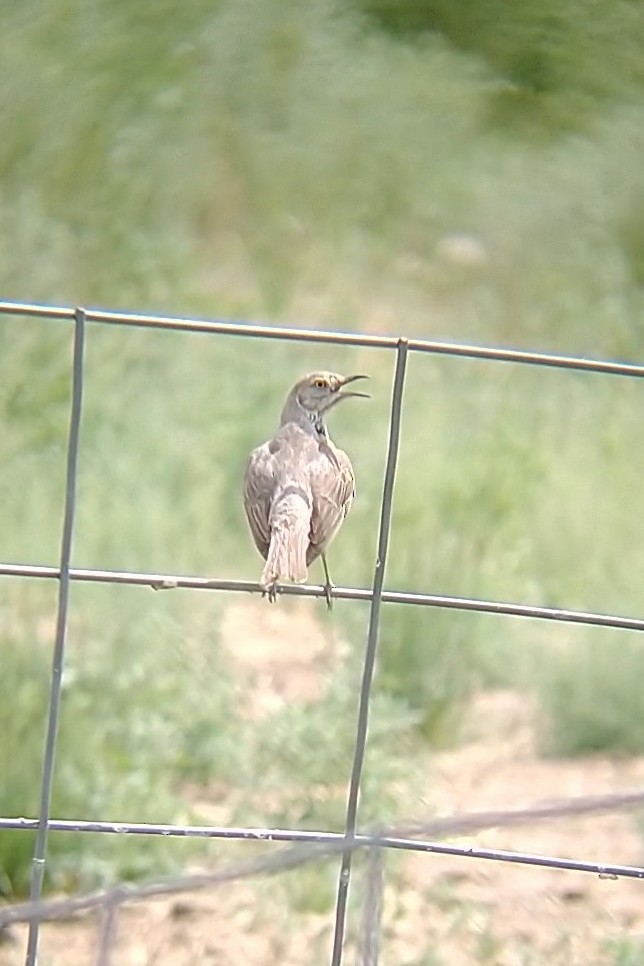 Sage Thrasher - ML622315265